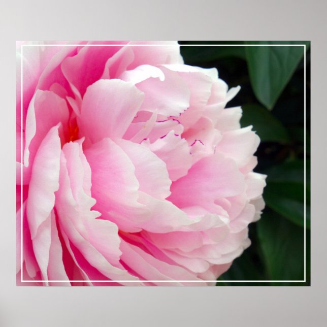 Poster-Peony Flower Poster (Framsidan)