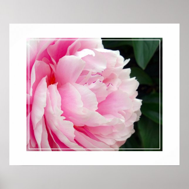Poster-Peony Flower Poster (Framsidan)