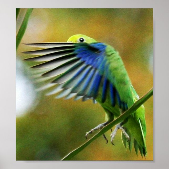 POSTER PERIQUITO TUIM 1 (Framsidan)