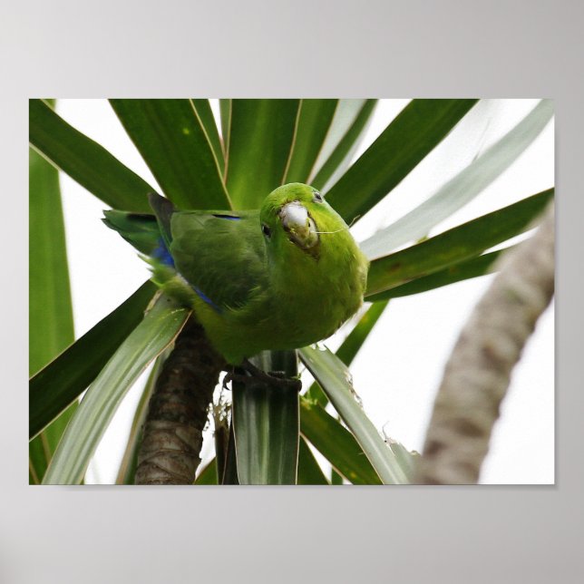 POSTER PERIQUITO TUIM 2 (Framsidan)