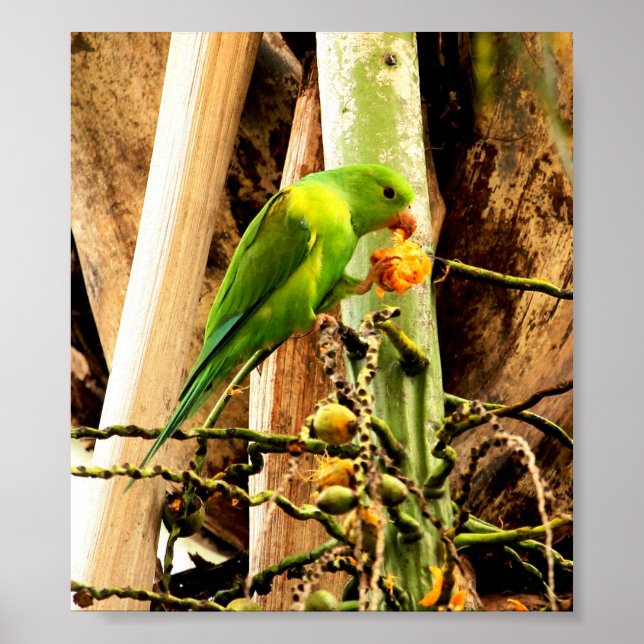 POSTER PERIQUITO VERDE 8 (Framsidan)