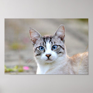 Poster Photo cat pet , djur.