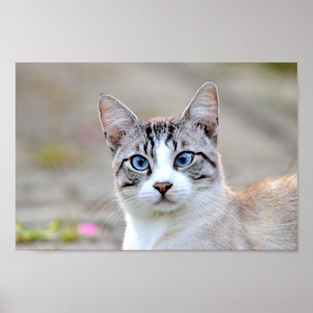 Poster Photo cat pet , djur. (Framsidan)