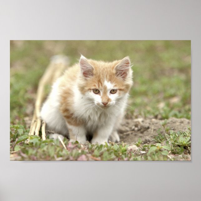 Poster Photo cat pet , djur. (Framsidan)