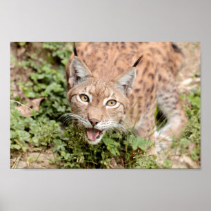 Poster Photo lynx-katt, djur.
