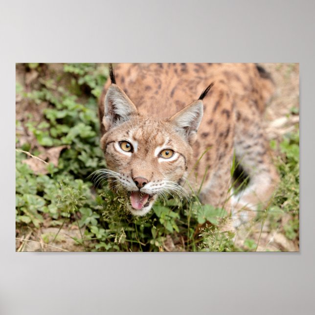Poster Photo lynx-katt, djur. (Framsidan)
