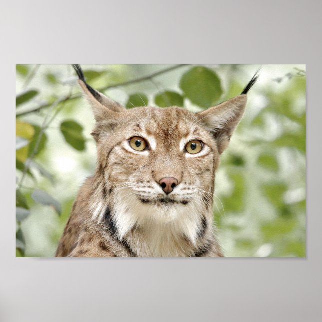 Poster Photo lynx-katt, djur. (Framsidan)