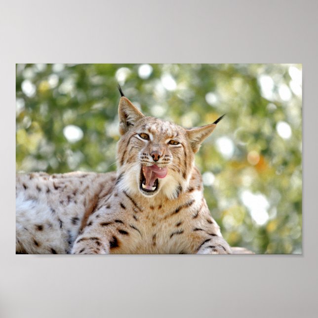 Poster Photo lynx-katt, djur. (Framsidan)