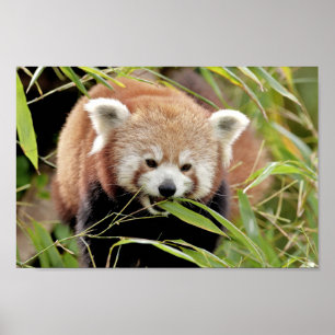 Poster Photo red panda, animals 0513.