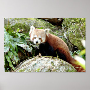 Poster Photo Red panda, djur 0507.