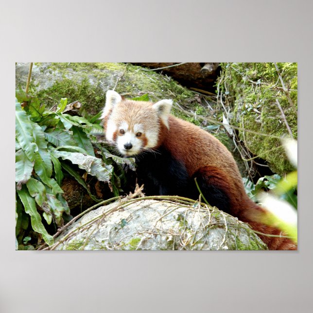 Poster Photo Red panda, djur 0507. (Framsidan)