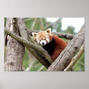 Poster Photo Red panda, djur 0508.