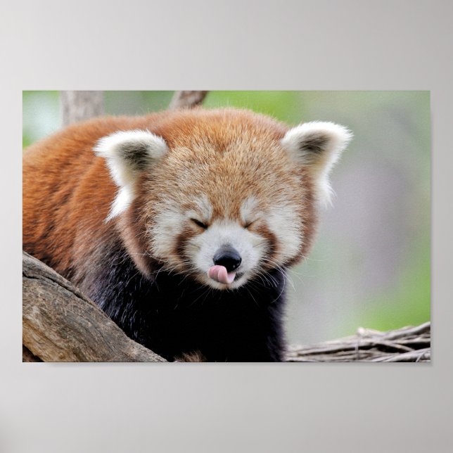 Poster Photo Red panda, djur 0511. (Framsidan)