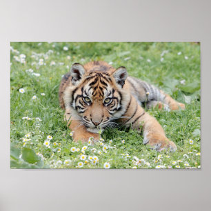 Poster Photo tiger cat, animals.