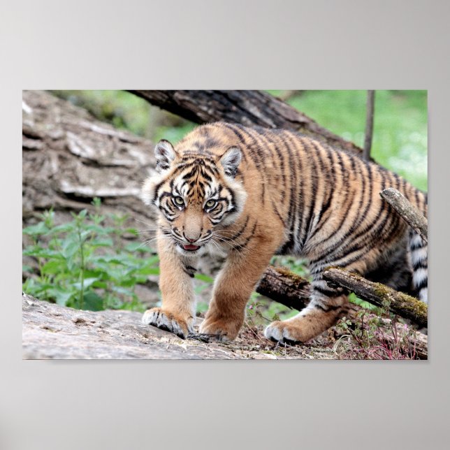 Poster Photo tiger cat, animals. (Framsidan)