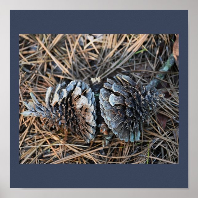 Poster Pinecones (Framsidan)