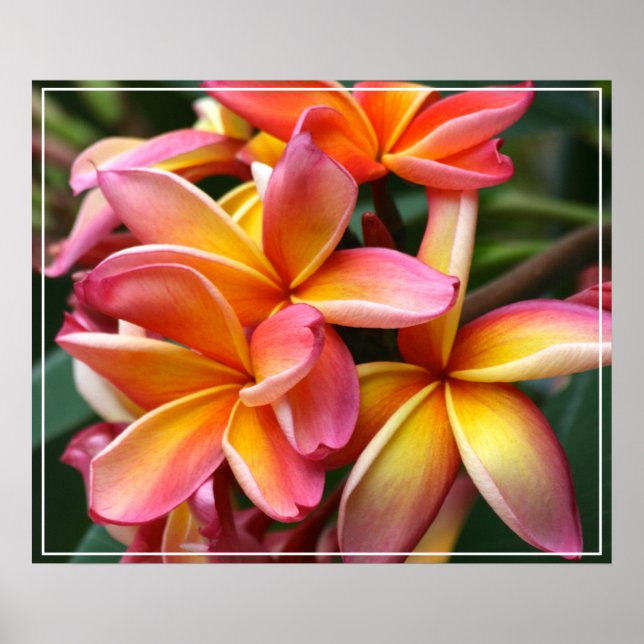 Poster-Plumeria Flowers Poster (Framsidan)