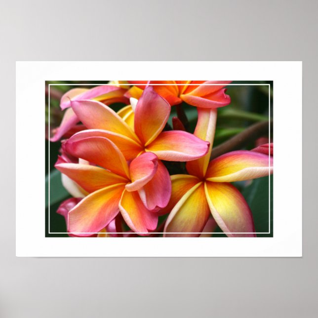 Poster-Plumeria Flowers Poster (Framsidan)