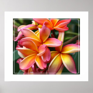 Poster-Plumeria Flowers Poster