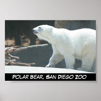Poster polar Bear