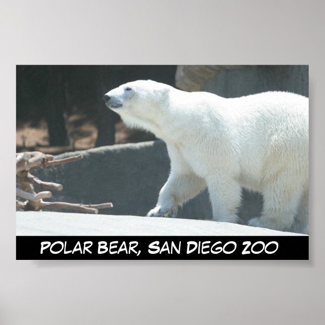 Poster polar Bear (Framsidan)