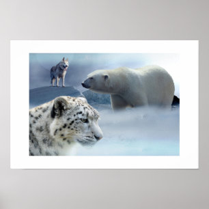 Poster-Polar Bear-Husky-Snö Leopard Poster
