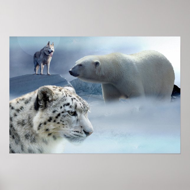 Poster-Polar Bear-Husky-Snö Leopard Poster (Framsidan)