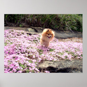 Poster   Pommern Rosa Flowers 2