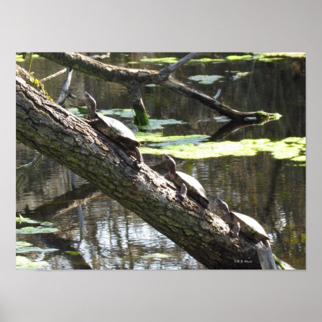 Poster - Pond Turtles (Framsidan)