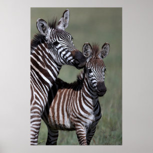Poster Print för Zebra African Wildlife