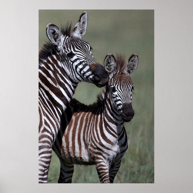 Poster Print för Zebra African Wildlife (Framsidan)
