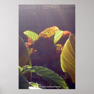 Poster raster