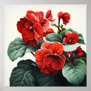 Poster Red Begonias Flower Art-utskrift