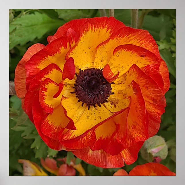 Poster Red Orange Gult Poppy Wall Art (Framsidan)