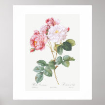 POSTER: REDOUTÉ: ROSA ROSEBUSH