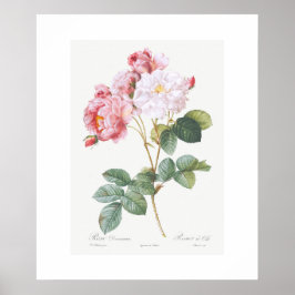 POSTER: REDOUTÉ: ROSA ROSEBUSH POSTER
