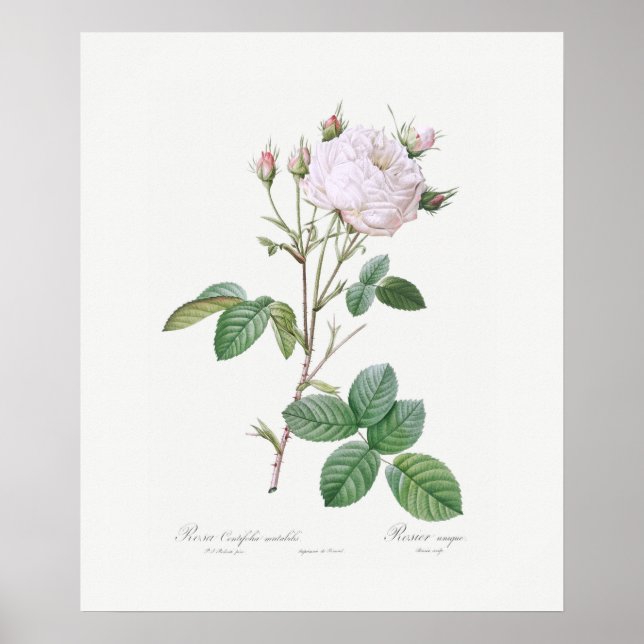 POSTER: REDOUTÉ: WHITE CABBAGE RO POSTER (Framsidan)