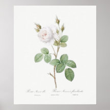 POSTER: REDOUTÉ: WHITE MOSS RO