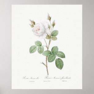 POSTER: REDOUTÉ: WHITE MOSS RO POSTER