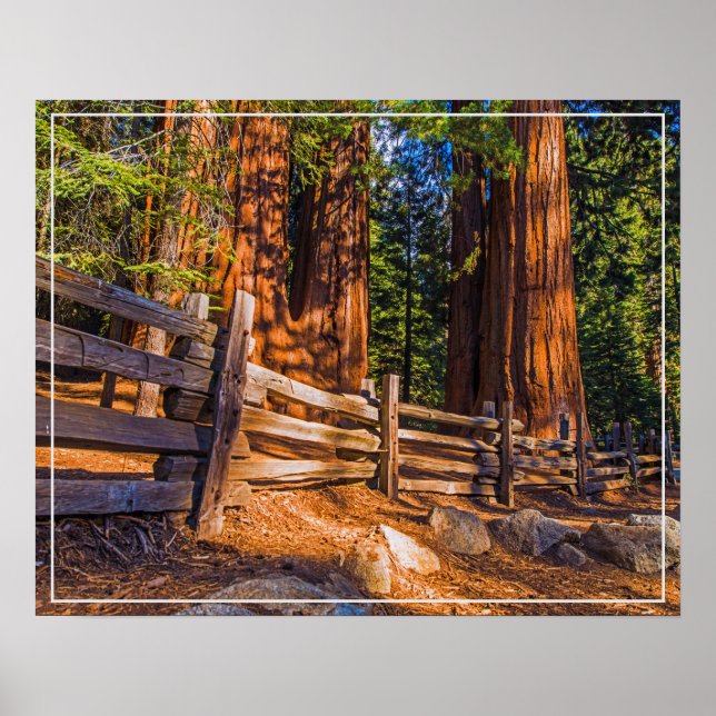 Poster-Redwood Poster (Framsidan)