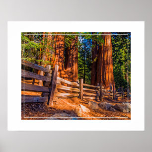 Poster-Redwood Poster