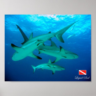 Poster Reef Sharks