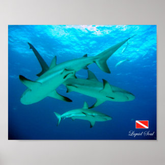 Poster Reef Sharks
