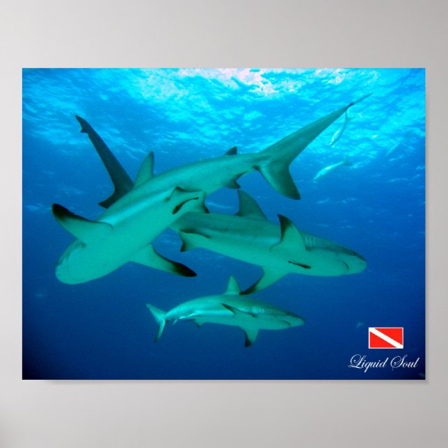 Poster Reef Sharks (Framsidan)