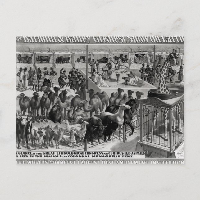 Poster reklam, "Barnum and Bailey" Vykort (Framsida)