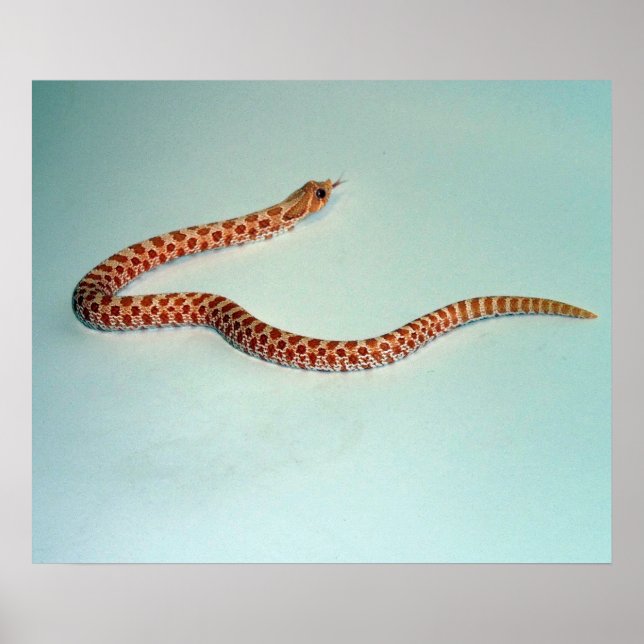 Poster/ring av baby Albino Hognos Snake /plockar Poster (Framsidan)