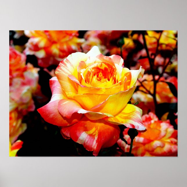 Poster Ro (Framsidan)