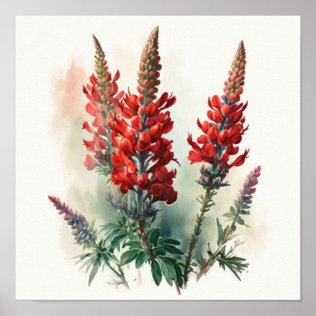 Poster röd lupine Flower Art Print (Framsidan)
