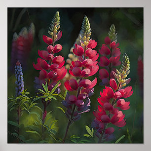 Poster röd lupine Flower Art Print
