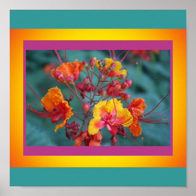 Poster rödfåglar i Paradise (Framsidan)